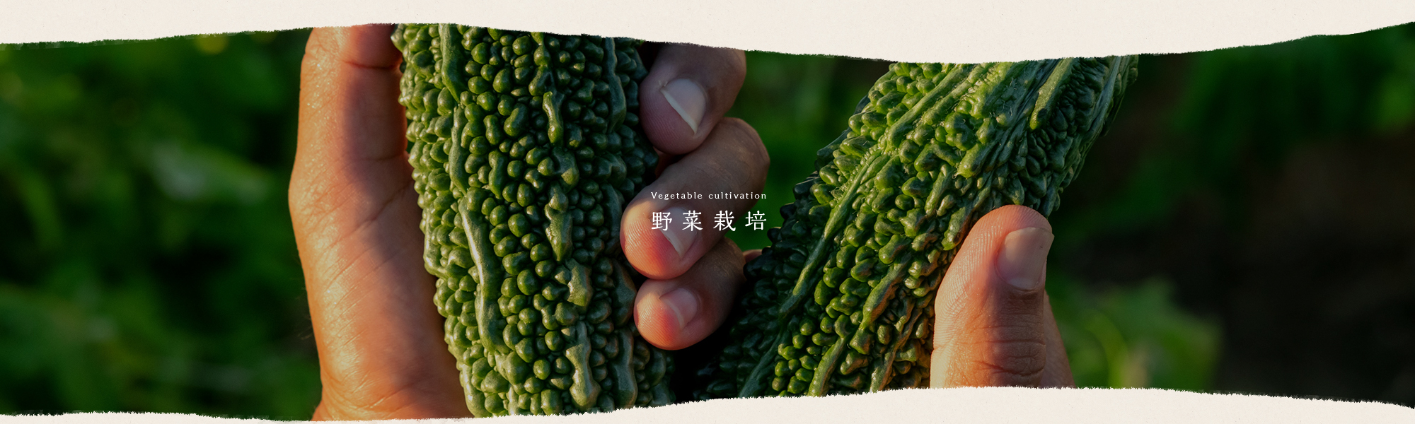 野菜栽培